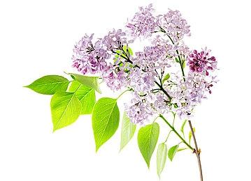 《怪物猎人：世界》“刺客信条”等联动任务将于12月3日结束